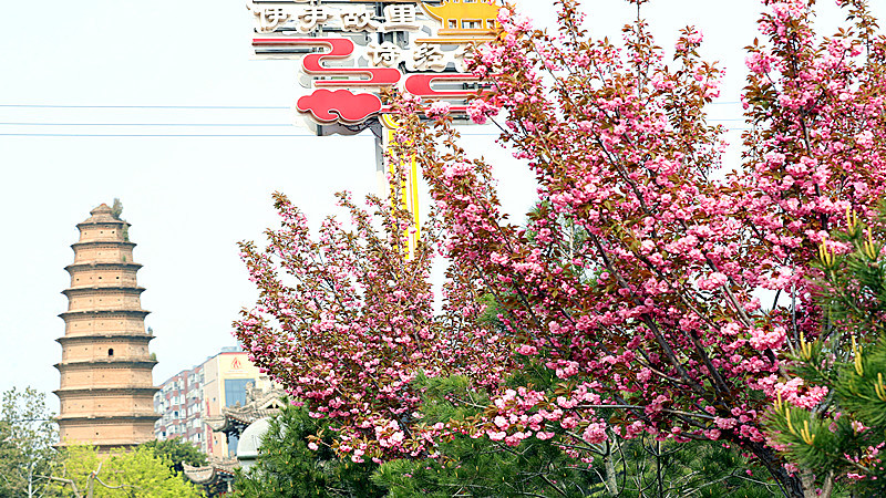 合阳县：春光明媚 满树繁花正当时